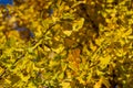 Yellow and gold leaves of Ginkgo biloba tree against the blue sky. Golden foliage like a lush yellow cloud.