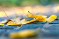 Yellow-gold leaves on stone pavement. Blurred.