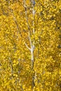 Yellow Gold Quaking Aspen Tree