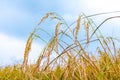 Yellow gold rice in the rice field and sky view landscape Royalty Free Stock Photo