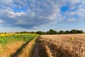 Yellow gold wheat and sunflower fields under blue sky in Ukraine, agriculture is peace Royalty Free Stock Photo