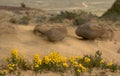 Yellow Golden Banner Wildflowers In Round Sandrock Formations Royalty Free Stock Photo