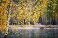 Yellow golden birch leaves in autumn in bokeh against the background of the river