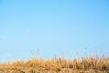 Bulrush and sky