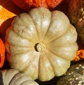 Yellow-Golden Cinderella Pumpkin top view with orange and other pumpkins around it