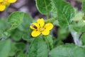 Yellow golden knee flower close up with hoverfly Royalty Free Stock Photo