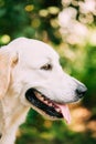 Yellow Golden Labrador Retriever Dog, Portrait Of Head Muzzle. Royalty Free Stock Photo