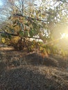 yellow golden leaves on the trees in a sunny cozy park