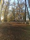 yellow golden leaves on the trees in a sunny cozy park