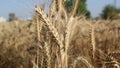 Yellow golden leaves of Wheat crop ready to harvest in a field. wheat crop harvested when the Vaisakhi festival of Punjab state.