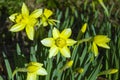 Yellow golden Narcissus flower Daffodils Royalty Free Stock Photo