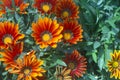 Gazania flowers