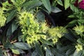 Yellow golden penda flower Xanthostemon chrysanthus on green leaves branch hanging on tree closeup in the garden. Royalty Free Stock Photo