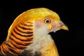 Yellow golden pheasant