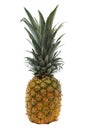 Yellow Golden Pineapple