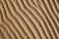 Yellow golden sand on sea beach top view close up, ribbed dry sand surface pattern, wavy curved diagonal lines texture Royalty Free Stock Photo