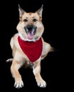 A yellow golden shepherd mix dog isolated on black wearing a red and white holiday Christmas scarf looking directly at the camera Royalty Free Stock Photo