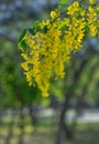 Yellow Golden shower Cassia fistula flower Royalty Free Stock Photo