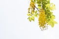 yellow Golden shower ,Cassia fistula flower isolate on white background Royalty Free Stock Photo