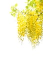 yellow Golden shower ,Cassia fistula flower isolate on white background Royalty Free Stock Photo