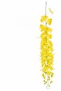 yellow Golden shower ,Cassia fistula flower isolate on white background Royalty Free Stock Photo