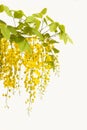 Yellow Golden shower , Cassia fistula flower isolate on white bac Royalty Free Stock Photo