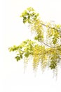Yellow Golden shower , Cassia fistula flower isolate on white bac Royalty Free Stock Photo