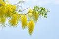 Yellow Golden shower ,Cassia fistula flower on tree Royalty Free Stock Photo