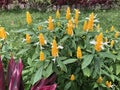 Yellow or Golden Shrimp Plant, Pachystachys lutea in a garden Royalty Free Stock Photo