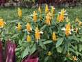 Yellow or Golden Shrimp Plant, Pachystachys lutea in a garden Royalty Free Stock Photo