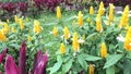 Yellow or Golden Shrimp Plant, Pachystachys lutea in a garden