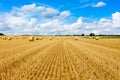 Yellow golden straw bales of hay in the stubble field Royalty Free Stock Photo