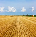 Yellow golden straw bales of hay in the stubble field Royalty Free Stock Photo