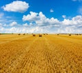 Yellow golden straw bales of hay in the stubble field Royalty Free Stock Photo