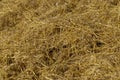 Yellow-golden straw in the field after harvesting