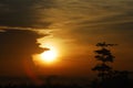 Yellow golden sun that is setting next to a tree silhouette.