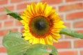 Yellow golden sunflower