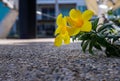 Yellow Golden Trumpet flower or Allamanda Cathartica on stone floor at garden patio and blurred background Royalty Free Stock Photo