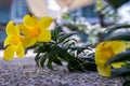 Yellow Golden Trumpet flower or Allamanda Cathartica on stone floor at garden patio and blurred background Royalty Free Stock Photo