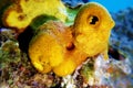 Yellow/Golden tube Mediterranean sponge - Aplysina aerophoba