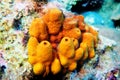 Yellow/Golden tube Mediterranean sponge - Aplysina aerophoba