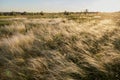 Yellow golden tussock grass of New Zealand in wind Royalty Free Stock Photo