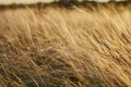 Yellow golden tussock grass of New Zealand in wind Royalty Free Stock Photo