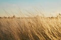 Yellow golden tussock grass of New Zealand in wind Royalty Free Stock Photo