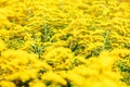 Yellow Goldenrod flowers Solidago