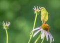 Yellow Goldfinch bird on coneflower Royalty Free Stock Photo