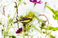 Yellow Goldfinch with wild flowers Royalty Free Stock Photo