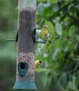 Yellow Goldfinches on Bird Feeder Royalty Free Stock Photo