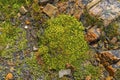 Yellow Goldmoss Sedum Torres del Paine National Park Chile