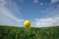 Yellow golf ball on tee, green grass background